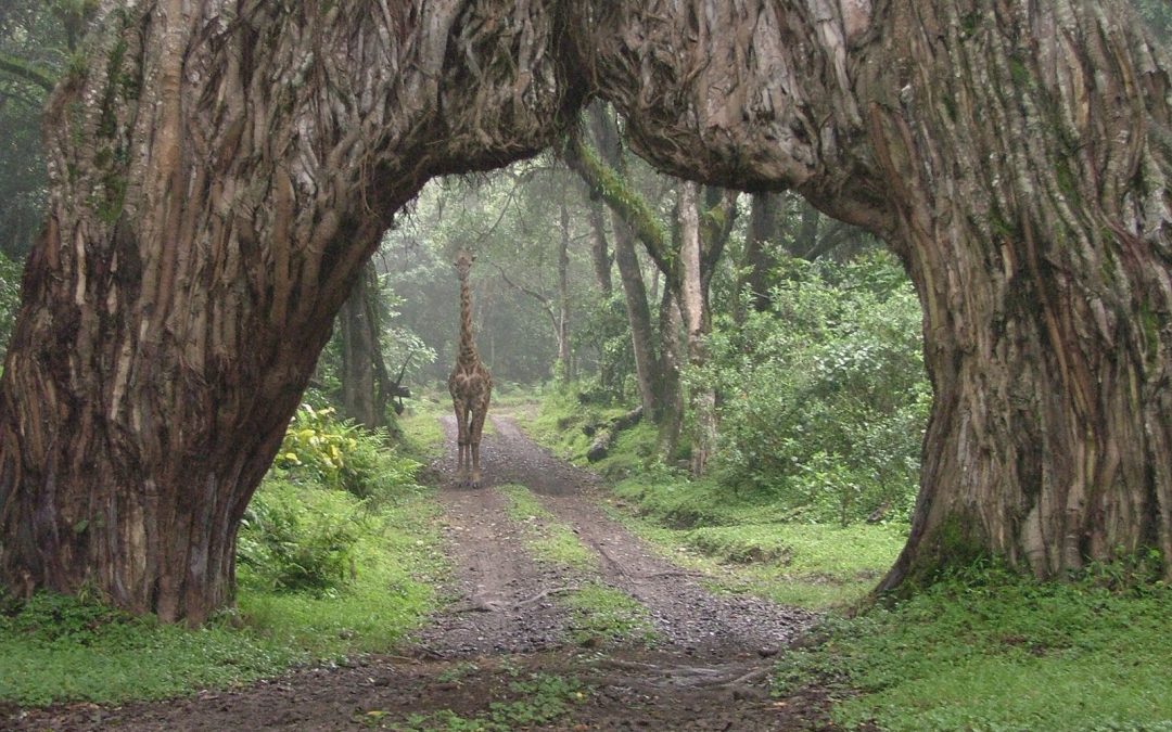 Arusha National Park