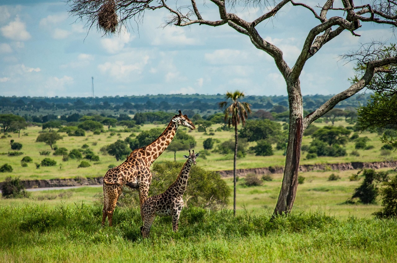 Day Trip to Arusha National Park